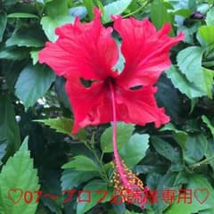 07〜プロフ必読さま専用♡のサムネイル