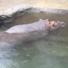 匠様専用 ハーピィの羽根箒のサムネイル