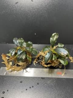 ブセファランドラ　ティア　2株セットのサムネイル