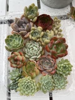 多肉植物カット苗詰め合わせセットのサムネイル