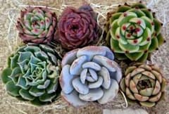 4　多肉植物カット苗詰め合わせのサムネイル