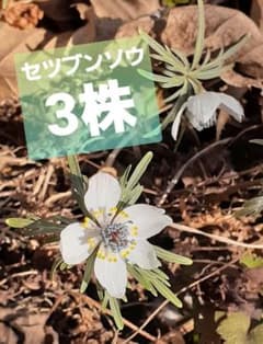 ☆セツブンソウ球根3年物！3株☆ - メルカリ