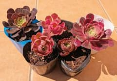 のん✨出品‼️アエオニウム　新種　万紫千紅　大群生苗　抜き苗　速達便 No4アエオニウ厶 抜き苗 厳選した5苗 速達おすすめ - メルカリ