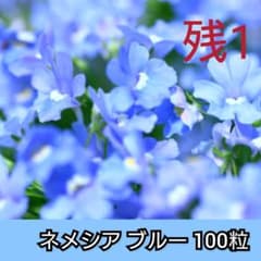 ネメシア❇️100粒❇️ブルー 花の種子のサムネイル