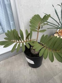 【直接引渡・都内】ザミア・フルフラケア　 観葉植物 鉢植えのサムネイル