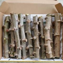 沖縄本島産 イエロースイート系 キャッサバ 苗 タピオカ 10本 挿し木苗