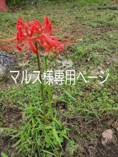 マルス様専用ページのサムネイル