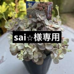 セダム　サンスパークラー　ブルーエルフ　3ポットのサムネイル