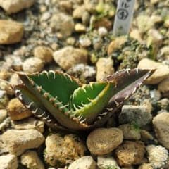 アガベ チタノタ CJスペシャル 大白鯊タイプ ホオジロザメタイプ 子株