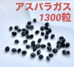 アスパラガス　種　1300粒 青森県産　無農薬のサムネイル