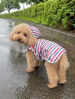 犬用レインコート Sサイズ　トリコロールカラーのサムネイル