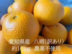 【訳あり】　愛知産　農薬不使用　八朔　はっさく 約１０ｋｇ(個300〜450g)のサムネイル