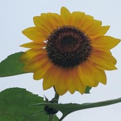 わんこ様専用   ピンクワイシャツＭのサムネイル