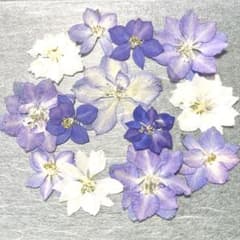 押し花 NO.392 千鳥草 - メルカリ