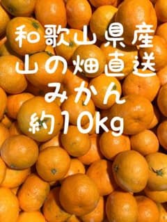 和歌山県産山の畑直送みかん　約10kgのサムネイル