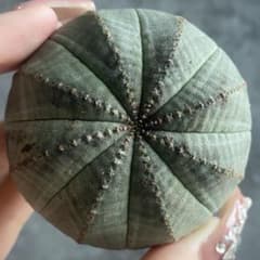 B15784☆オークション☆ 超巨大6.5cm株！ユーフォルビア オベサ - メルカリ