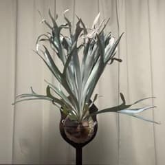 ビカクシダ P.Blue boy ブルーボーイ - メルカリ