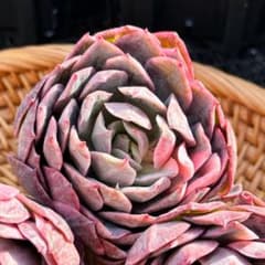 新入荷 大人気 多肉植物 エケベリア ブラッドブリアナ錦 超美苗 レア種