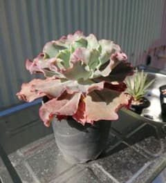 高砂の翁  H13w20  エケベリア  紅葉のサムネイル