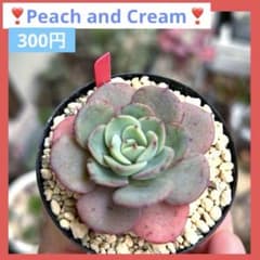 ❣️美苗♡ピーチアンドクリーム❣️現品 エケベリア 寄せ植え 多肉弁当 多肉植物 ❣️ピーチアンドクリーム❣️現品 エケベリア 寄せ植え 多肉弁当 多肉