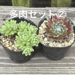 多肉植物 抜き苗セット② - メルカリ