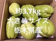 新鮮 ハヤトウリ 栃木県産 大きめサイズ 6個入り 箱込み約3.7kgのサムネイル