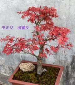 もみじ 出猩々 モミジ 盆栽 添石付 - メルカリ
