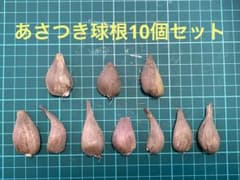 あさつき（浅葱）葉ネギ　球根（種球）　10個セットのサムネイル