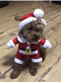 クリスマス 犬 猫 服 サンタ 面白い S コスプレのサムネイル