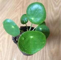 ピレア ペペロミオオイデス(*☻-☻*)のサムネイル