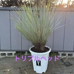 トリプルヘッド ユッカロストラータ - メルカリ