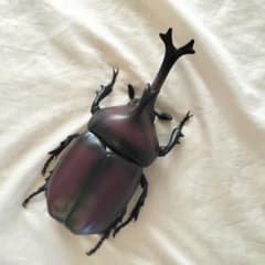 美品 カブトムシ フィギュア約30cm リアルモデル(6/16迄出品)のサムネイル