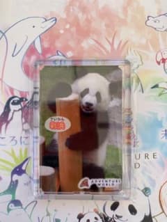 アドベンチャーワールドグッズ！のサムネイル