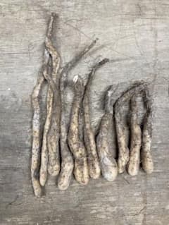 自然薯の種芋20本のサムネイル