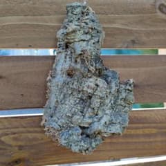 コルク樹皮　Nのサムネイル