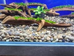 南米ウィローモス　水草付き流木　<2685>　アクアリウム　レイアウト 水草水槽と南米ウィローモスの可愛い使い方 | ペットの専門店コジマ