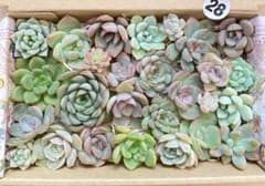 28 多肉植物　多肉弁当　詰め合わせ　寄せ植え　セット　カット苗　韓国苗　セダムのサムネイル