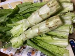 新鲜油麦菜茎レタス、ステムレタス、莴笋、山くらげ、皇帝菜約1100g前後のサムネイル