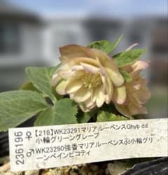 マリアルーベンス交配 加藤農園 クリスマスローズ 開花株 匿名発送