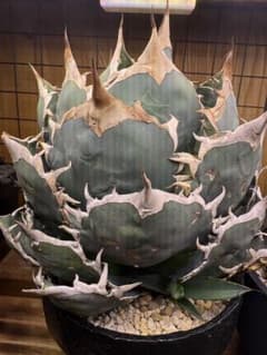 子株　アガベ チタノタ 観葉植物のサムネイル