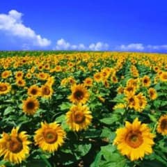 ロデオクラウンズ/セットアップのサムネイル