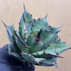 アガベ チタノタ 黒蠍076 超絶狂棘 極上美株 超強黒棘 ボールタイプ