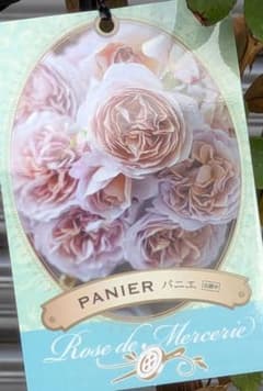 パニエ】バラ苗 大株 ☆正規品ラベル付き メルカリ便発送 - メルカリ