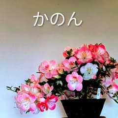 花芸豊かな銘花３撰 皐月盆栽　さつき盆栽　サツキ盆栽 花芸豊かな銘花3撰 皐月盆栽 さつき盆栽 サツキ盆栽 - メルカリ