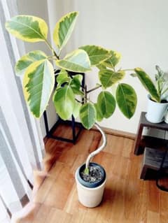 美しいライムカラー✨ フィカス アルテシマ 曲がり幹太 陶器鉢プレゼント 美しいライムカラー✨ フィカス アルテシマ 曲がり幹太 陶器鉢