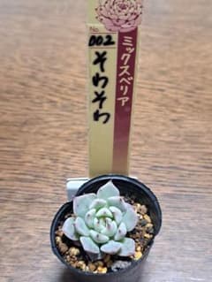 ☆そわそわ☆ミックスベリア☆おらいさん苗☆第4種郵便☆月曜日発送