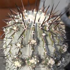 輸入球 コピアポア 黒王丸 かき仔② 自根 速達送料込み - メルカリ