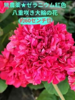 無農薬☆ゼラニウム紅色大輪の花✿八重咲き✿約60センチ位の株 - メルカリ