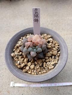 多肉植物・ハオルチア ・オブツーサ錦・赤太陽 ・抜き苗・メルカリ便発送 多肉植物・ハオルチア 赤太陽錦 ・抜き苗・メルカリ便発送 - メルカリ