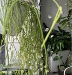 多肉植物　リプサリス カスッサ　カット苗3本　おまけ付のサムネイル